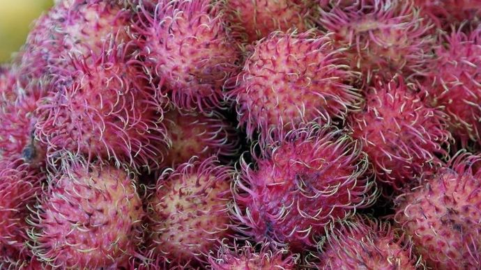 Rambutan <b>(Pixabay)</b>