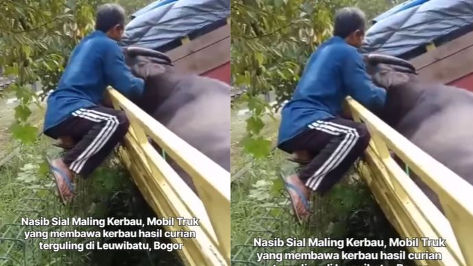 Truk nyungsep usai curi kerbau