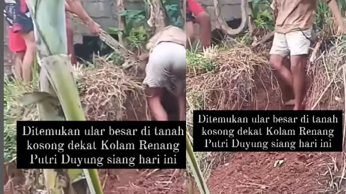 ular ditangkap warga