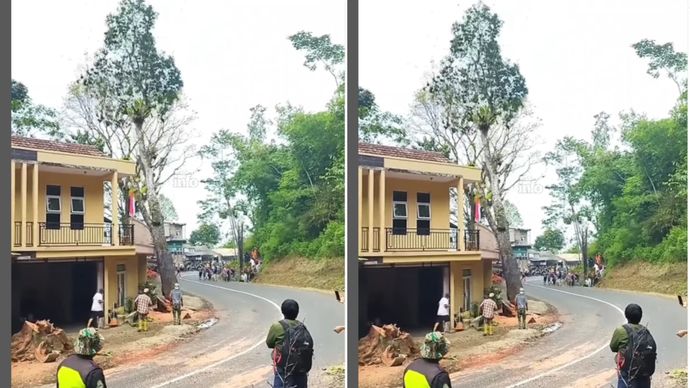 Pohon ditebang timpa rumah warga.