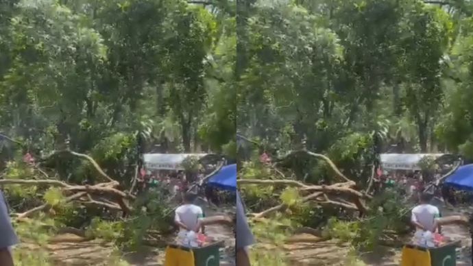 Pohon tumbang di Kebun Binatang Ragunan, Jakarta, pada Minggu, 8 September 2024.