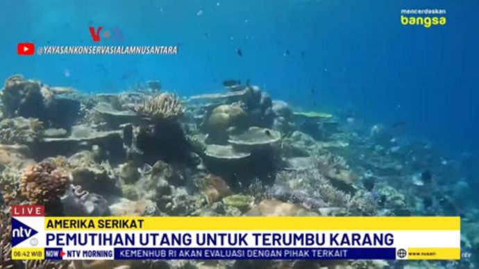 Terumbu karang di laut Indonesia/tangkapan layar NTV