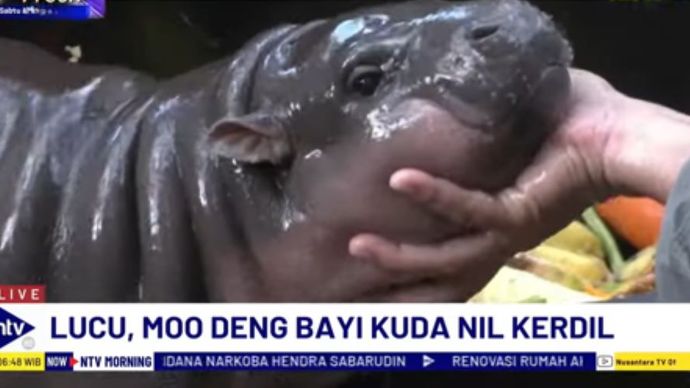 Moo Deng bayi kuda nil kerdil di kebun binatang Thailand/tangkapan layar NTV 