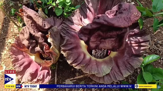 Penemuan bungai bangkai tersebut baru pertama kali terjadi Depok.