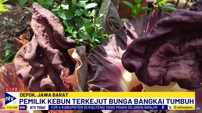 Bunga bangkai atau bernama latin Amorphophallus titanium (Becc.) Becc. termasuk keluarga Araceae (talas-talasan) dan merupakan tanaman asli Indonesia, endemik dari Sumatera.