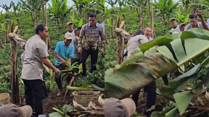 Menhut Raja Juli Antoni Hampir Ketiban Pohon Pisang