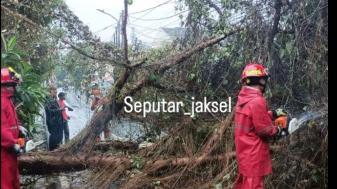 wanita tertimpa pohon tumbang