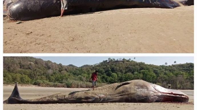 Seekor paus terdampar di pesisir pantai Kabupaten Sumba Timur.