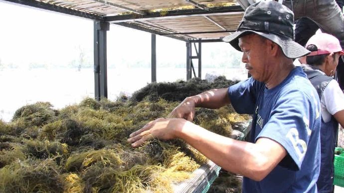 Nelayan pembudidaya rumput laut di wilayah Kabupaten Maros, Sulawesi Selatan. 