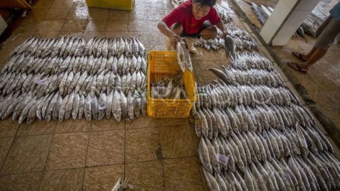 Pekerja menyortir ikan untuk bahan baku olahan makanan di Koperasi Baita Mina Lestari, Majakerja, Balongan, Indramayu, Jawa Barat, Rabu (13/11/2024). ANTARA FOTO