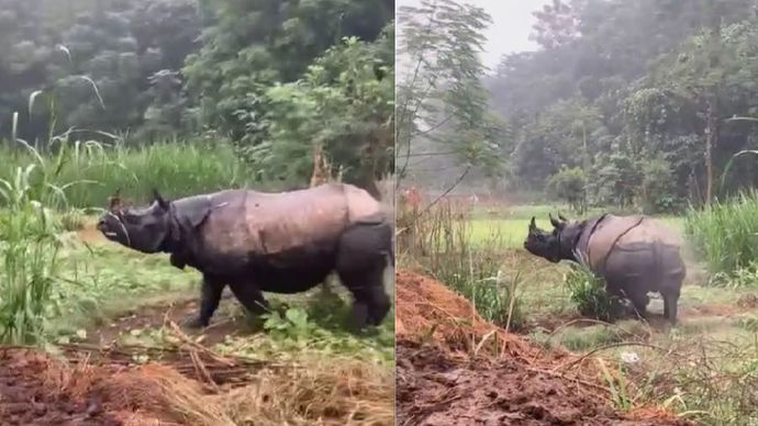 Viral seekor Badak liar lari ke ke Pemukiman Warga di Nepal.