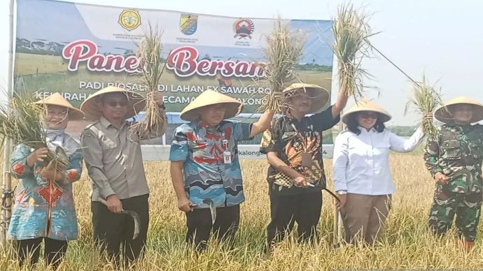 Kepala Balai Besar Pengujian Standar Instrumen Bioteknologi dan Sumber Daya Genetik Pertanian (BBPSI Biogen) Kementerian Pertanian Arif Surahman melakukan panen bersama dengan Kepala Dinas Pertanian Jateng dan Kepala Dinas Pertanian dan Pangan Kota Pekalongan Lili Sulistyawati, di Pekalongan, Jawa Tengah, Kamis (14/11/2024). ANTARA