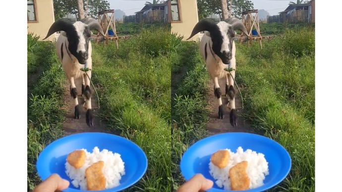 Seekor kambing makan nugget campur nasi.