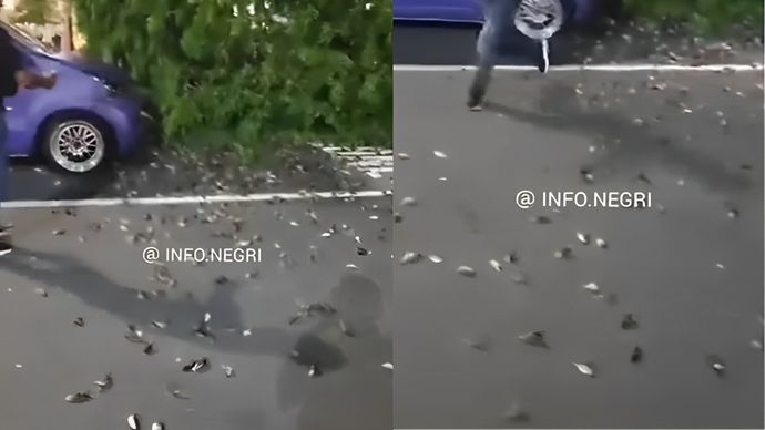 Puluhan burung pipit mati massal di Bandara Internasional I Gusti Ngurah Rai, Bali.