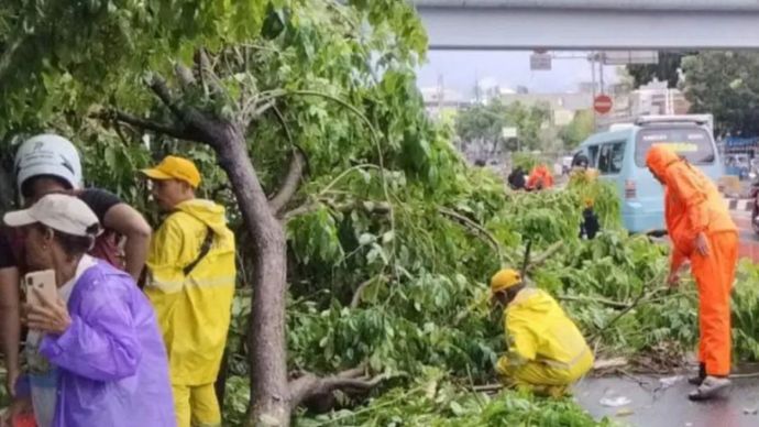 Petugas tengah menangani pohon yang roboh akibat angin kencang di wilayah Letjen Suprapto, Kelurahan Harapan Mulia, Jakarta Pusat, Senin (2/12/2024).