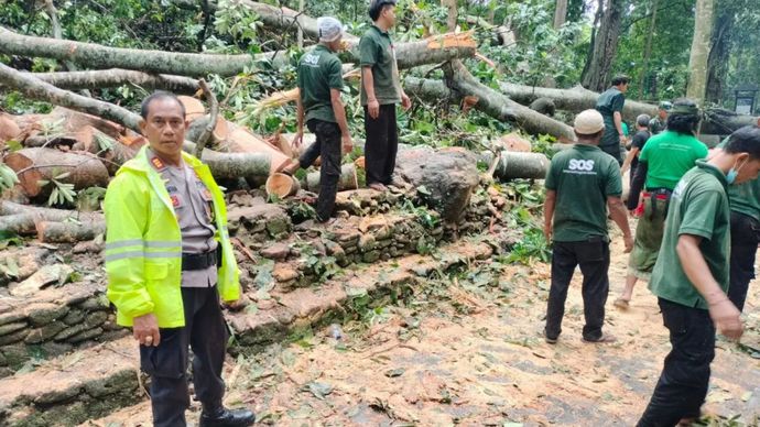 Pihak Kepolisian, BPBD, TNI dan masyarakat melakukan pembersihan dahan pohon yang jatuh di objek wisata Monkey Forest, Kecamatan Ubud, Kabupaten Gianyar, Bali, Selasa (10/12/2024).