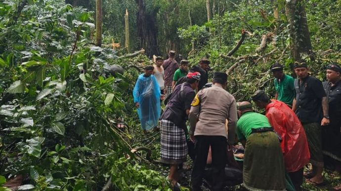 2 WNA Meninggal Dunia Akibat Pohon Tumbang di Ubud 