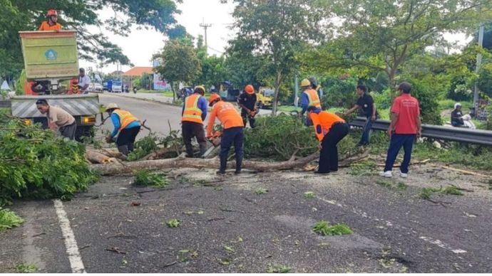 BPBD Bali saat melakukan pemangkasan pohon antisipasi cuaca ekstrem di Denpasar, Rabu 11 Desember 2024.