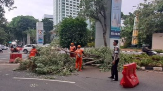 Pohon Tumbang