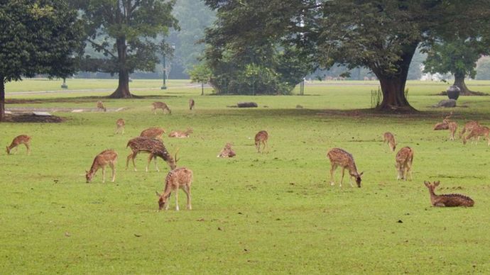 rusa di kebun raya sentul