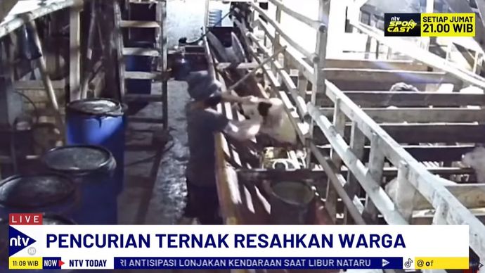 Aksi pencurian hewan ternak di Kabupaten Bekasi, Jawa Barat, terekam CCTV. 