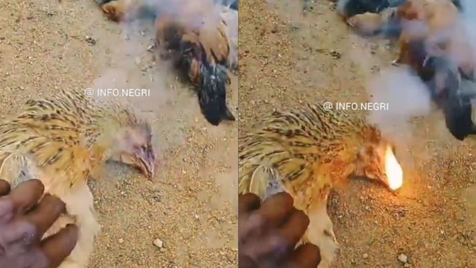 Ayam Semburkan Api