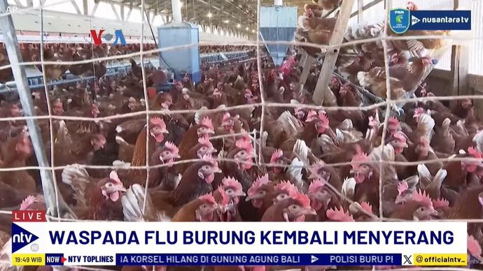 Virus flu burung menginfeksi puluhan warga Amerika Serikat.&nbsp;