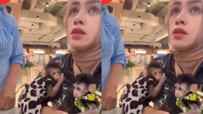 Pengunjung Bawa Anak Monyet ke Mall