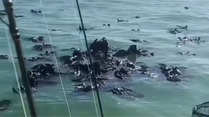 Sejumlah burung nasar tampak berjatuhan dari langit dan mendarat di laut Teluk Meksiko.