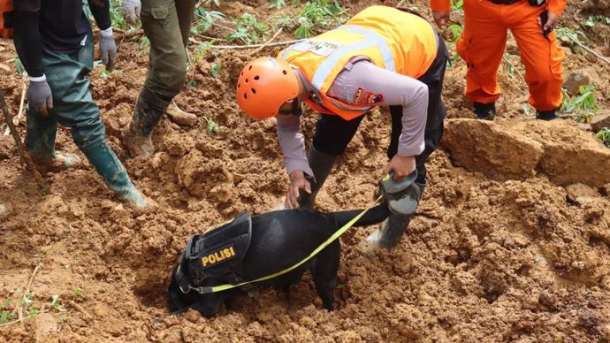 Tim K-9 atau anjing pelacak Polda Jawa Tengah mencari jasad bayi berusia 5 bulan yang tertimbun longsor di Pekalongan, Jateng.