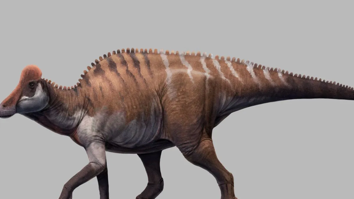 Gambar yang disediakan oleh Xing Lida, ahli paleontologi di China University of Geosciences (Beijing), menunjukkan gambar restorasi dinosaurus berdasarkan fosil kerangka yang ditemukan di Kota Sihui, Provinsi Guangdong, China selatan.