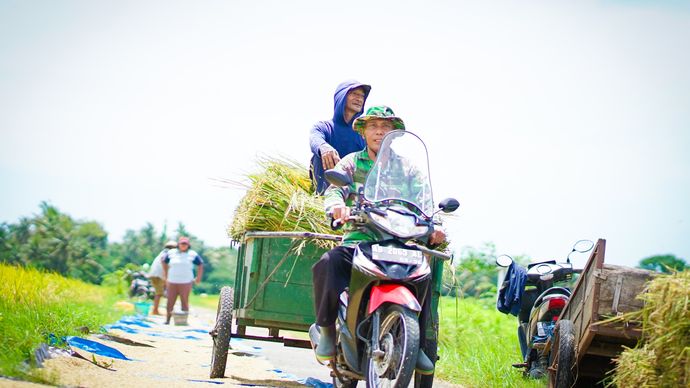 Kementerian Pertanian (Kementan) menyebutkan ketahanan pangan nasional saat ini sangat terjaga/Ist