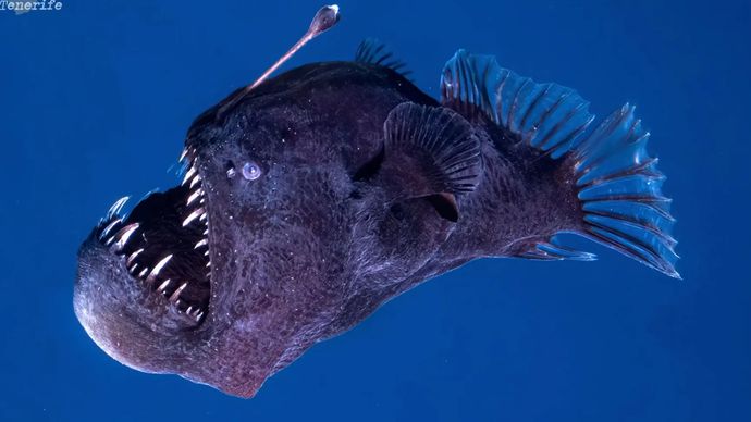 Ikan Anglerfish