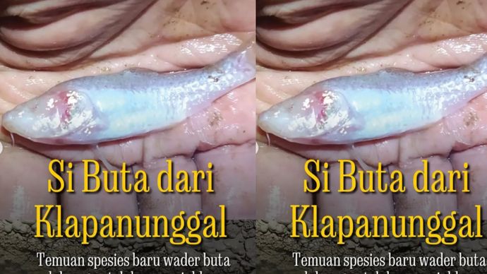 Tim peneliti dari Badan Riset dan Inovasi Nasional (BRIN) berhasil menemukan spesies ikan gua buta baru di kawasan karst Klapanunggal, Jawa Barat. Ikan ini diberi nama Barbodes klapanunggalensis dan merupakan spesies endemik yang hidup di perairan bawah tanah.