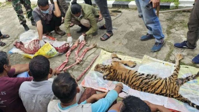 Harimau Sumatera Dikuliti di Riau