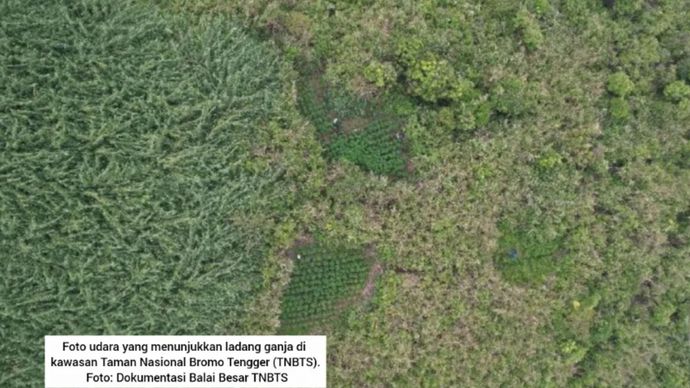 Ladang Ganja di Kawasan Bromo Tengger Semeru