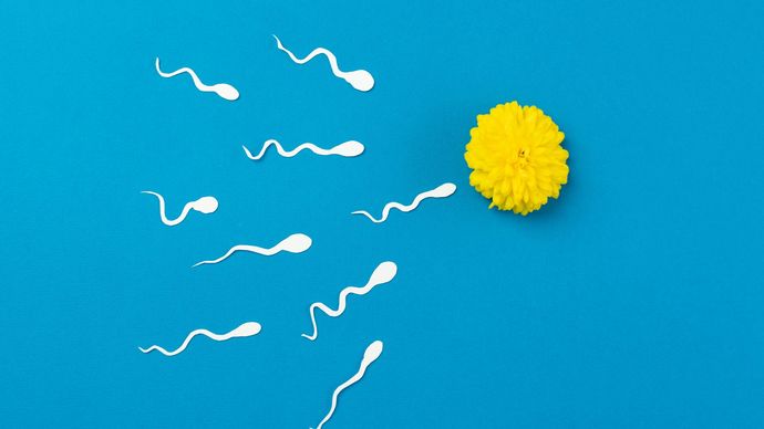 Cara meningkatkan kualitas sperma 