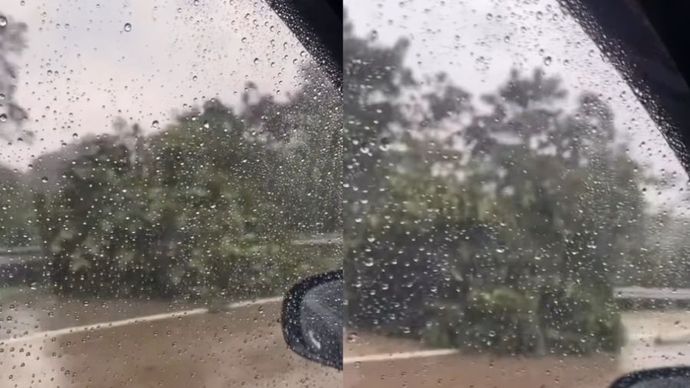 Pohon tumbang