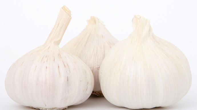 Manfaat bawang putih tunggal 