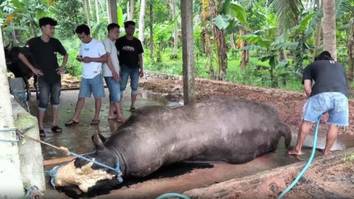Sapi Prabowo Mati Mendadak