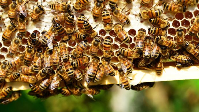 Manfaat propolis 