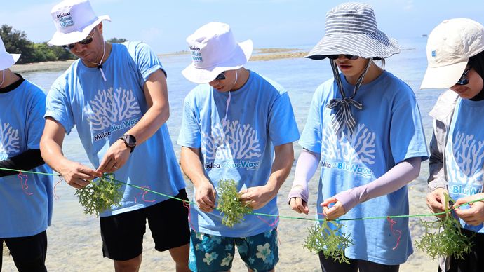 Midea dan komunitas tanam 500 kilogram rumput laut 