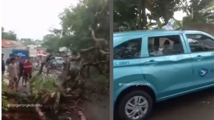 Taksi ringsek tertimpa pohon tumbang