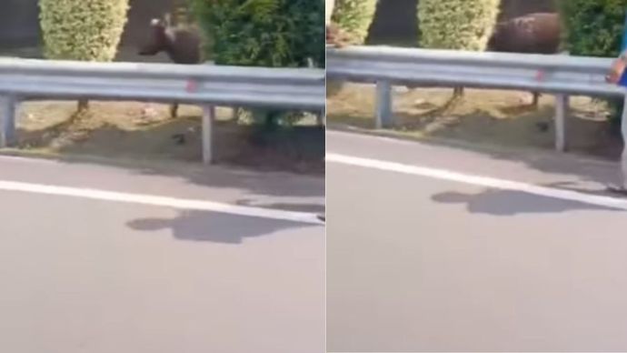 Sapi lepas di tol Jakarta-Serpong.