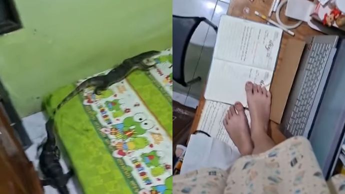 2 Biawak Masuk Kamar, Pemilik Panik sampai Naik Meja  