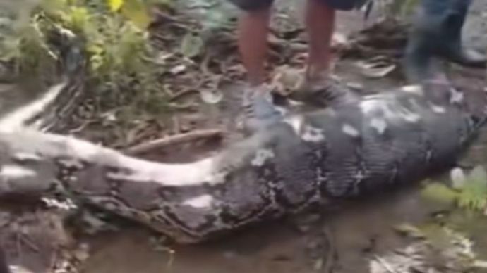 Petani di Buton Selatan Tewas Ditelan Ular Piton