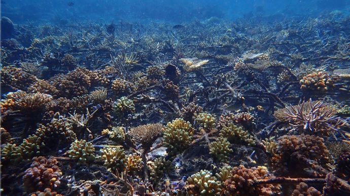 Kondisi terumbu karang di daerah restorasi di Perairan Pulau Bontosua, Sulawesi Selatan.