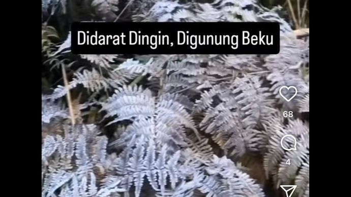 Tanaman di Gunung Bromo membeku. 