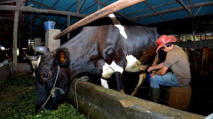 Tommy Wavolta membuktikan Kredit Usaha Rakyat (KR) BRI bisa menjadi jalan menuju kesuksesan. (Foto: Istimewa)