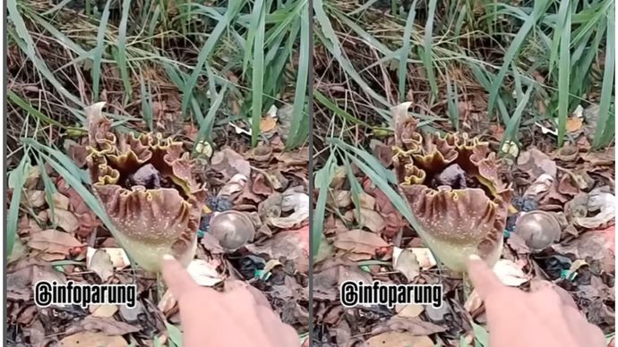  Temuan bunga langka (Bunga Bangkai) di satu kebun menghebohkan warga Parung, tepatnya di Desa Waru Jaya, Gang Dadang 2, RT 03/05, Kec. Parung, Kab. Bogor.